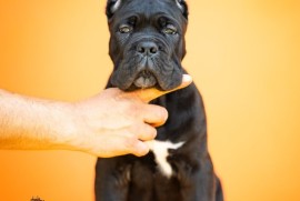 Cane Corso Kane Korso štenci, Kruševac