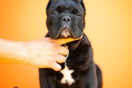 Cane Corso Kane Korso štenci, Kruševac