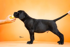 Cane Corso Kane Korso štenci, Kruševac