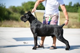 Cane Corso Kane Korso štenci, Kruševac