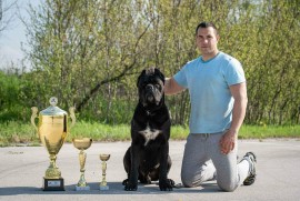 Cane Corso Kane Korso štenci, Kruševac