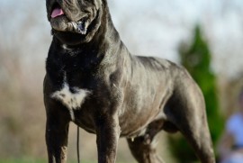 Cane Corso Kane Korso štenci, Kruševac