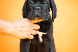 Cane Corso Kane Korso štenci, Kruševac