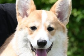 Velški korgi/Welsh Corgi Pembroke, Valjevo