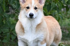 Velški korgi/Welsh Corgi Pembroke, Valjevo