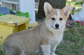 Velški korgi/Welsh Corgi Pembroke, Valjevo