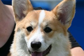 Velški korgi/Welsh Corgi Pembroke, Valjevo