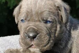 Cane Corso Kane Korso NOVO LEGLO, Loznica
