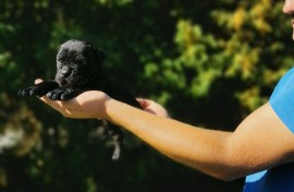 Cane Corso Kane Korso NOVO LEGLO, Loznica