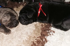 Cane Corso Kane Korso NOVO LEGLO, Loznica