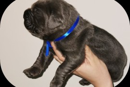 Cane Corso Kane Korso NOVO LEGLO, Loznica