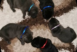 Cane Corso Kane Korso NOVO LEGLO, Loznica