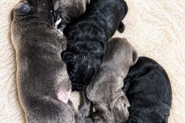 Cane Corso Kane Korso NOVO LEGLO, Loznica