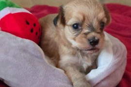 Havanski bišon štenci, Beograd