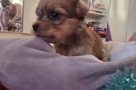 Havanski bišon štenci, Beograd