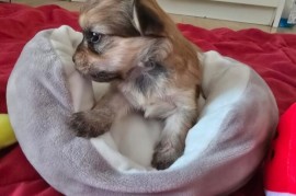 Havanski bišon štenci, Beograd