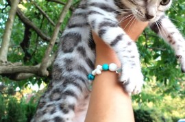 Bengalski Macici, Kućni ljubimci, Mačke i mačići, Beograd