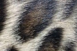 Bengalski Macici, Kućni ljubimci, Mačke i mačići, Beograd