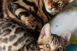 Bengalski Macici, Kućni ljubimci, Mačke i mačići, Beograd