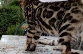 Bengalski Macici, Kućni ljubimci, Mačke i mačići, Beograd