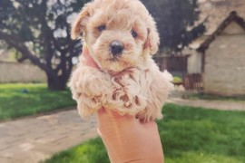 Maltipoo stenci, Savino Selo