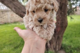 Maltipoo stenci, Savino Selo