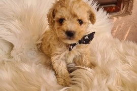 Maltipoo štenci, Vilovo