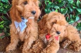 Labradoodle prelepi štenci, Vilovo