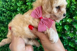 Maltipoo prelepi stenci, Novi Sad