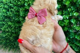 Maltipoo prelepi stenci, Novi Sad