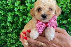 Maltipoo prelepi stenci, Novi Sad