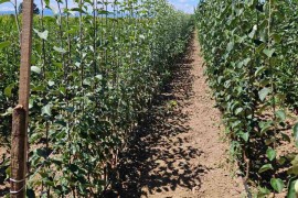 Sadnice voća – Kvalitetne sadnice iz Rasadnika Antić, Ljubava