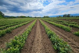 Sadnice voća – Kvalitetne sadnice iz Rasadnika Antić, Ljubava