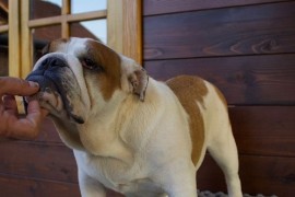 Engleski Buldog, zenka, Ljig