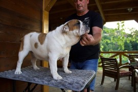 Engleski Buldog, zenka, Ljig