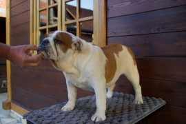 Engleski Buldog, zenka, Ljig