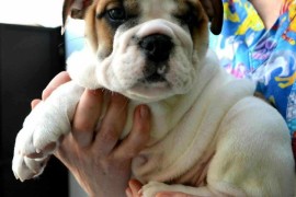 Engleski Buldog, predivni štenci , Beograd