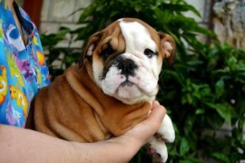 Engleski Buldog, predivni štenci , Beograd