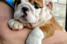 Engleski Buldog, predivni štenci , Beograd
