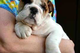 Engleski Buldog, predivni štenci , Beograd