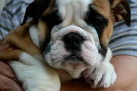 Engleski Buldog, predivni štenci , Beograd