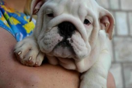 Engleski Buldog, predivni štenci , Beograd