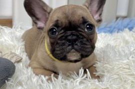 Francuski Buldog prelepi štenci, Beograd