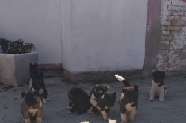 Američka Akita, štenci, Ruma