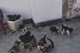 Američka Akita, štenci, Ruma