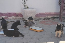 Američka Akita, štenci, Ruma