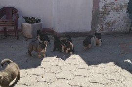 Američka Akita, štenci, Ruma