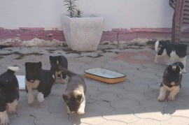 Američka Akita, štenci, Ruma
