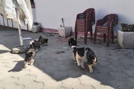 Američka Akita, štenci, Ruma