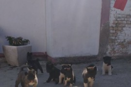 Američka Akita, štenci, Ruma